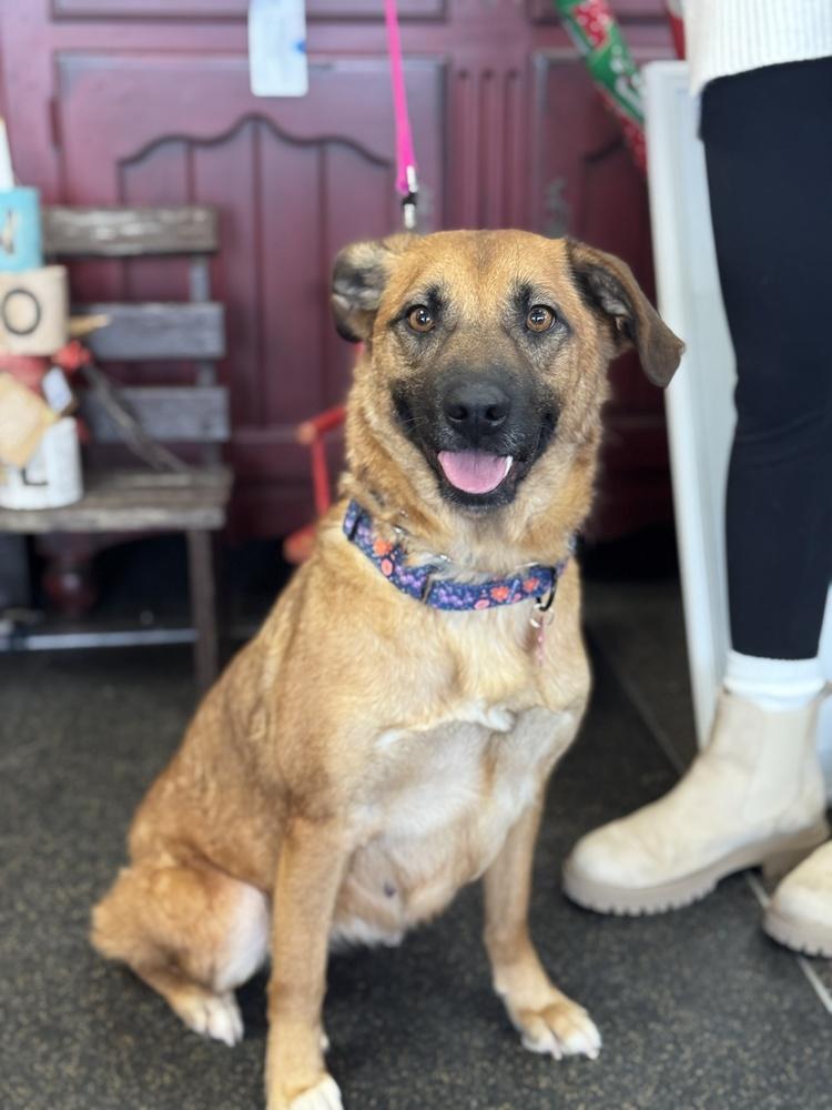 Enlarge Weather, a Adoptable mixed breed in Mundelein, IL image 3/6