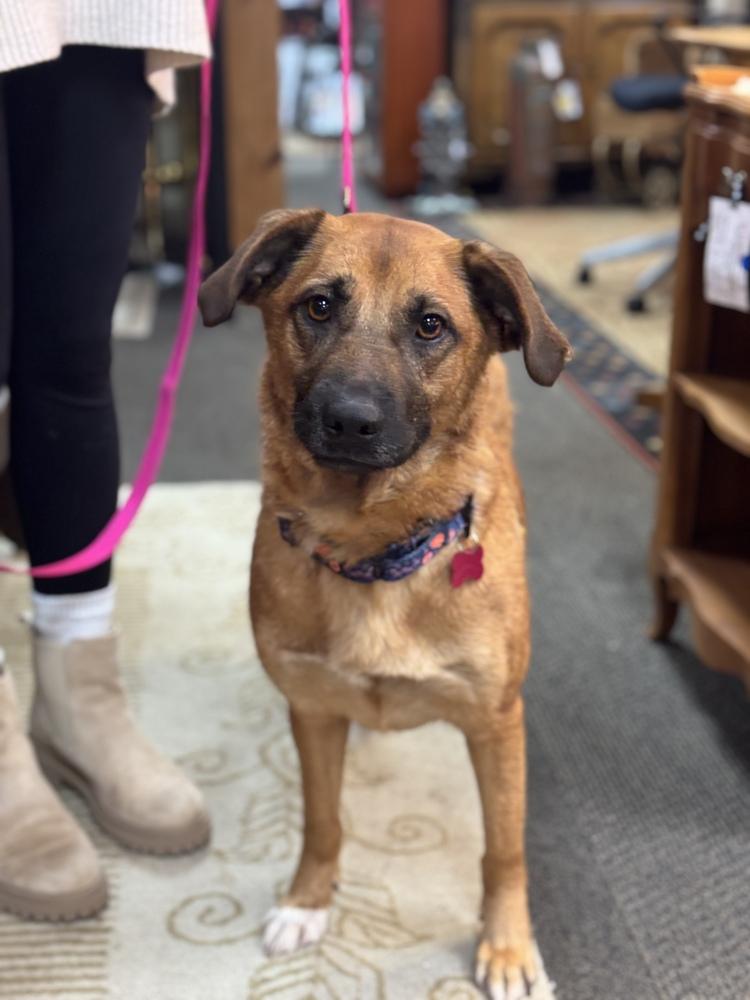 Enlarge Weather, a Adoptable mixed breed in Mundelein, IL image 5/6