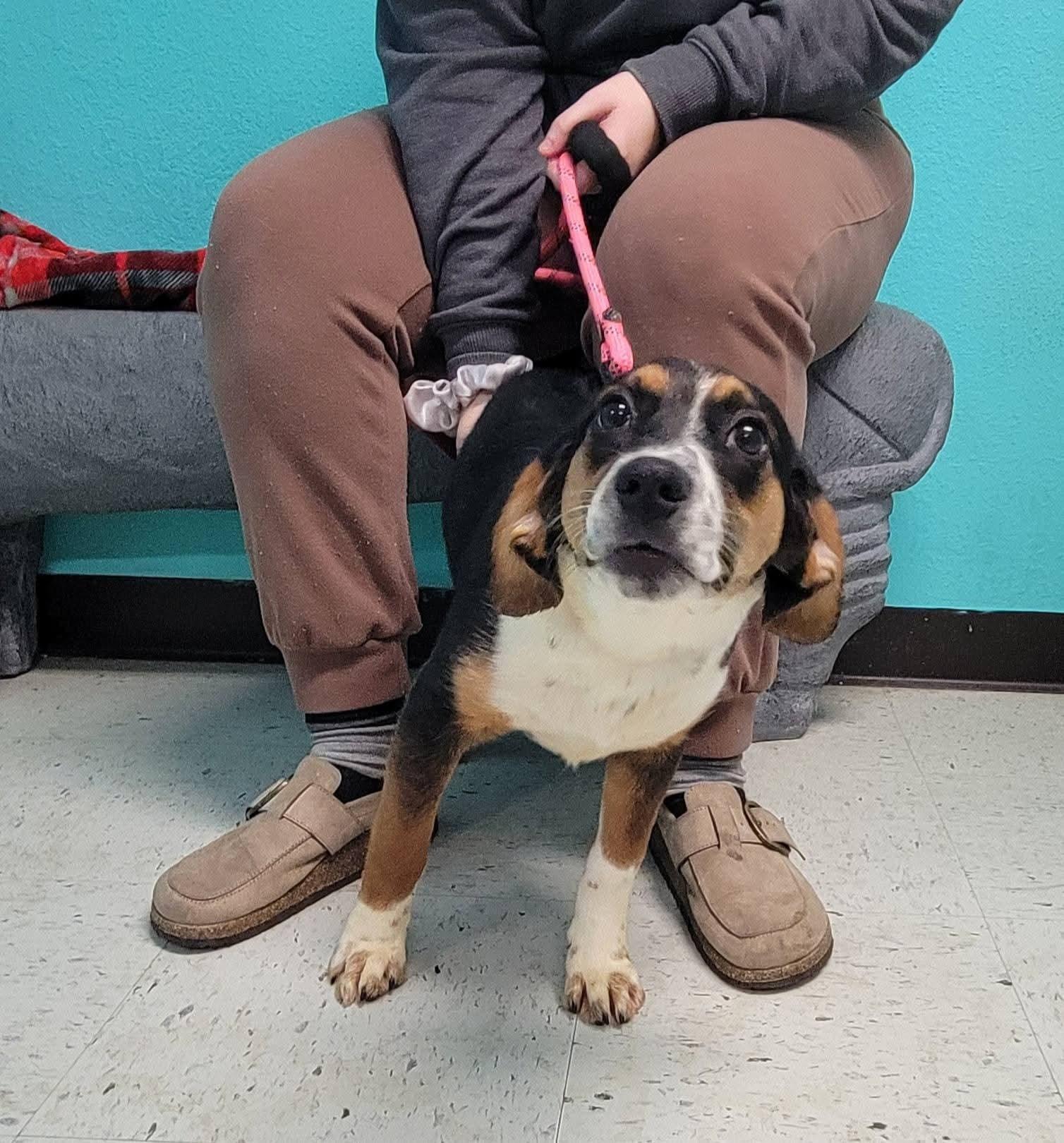 Enlarge Merida, a ADOPTABLE mixed breed in VANDALIA, IL image 3/3