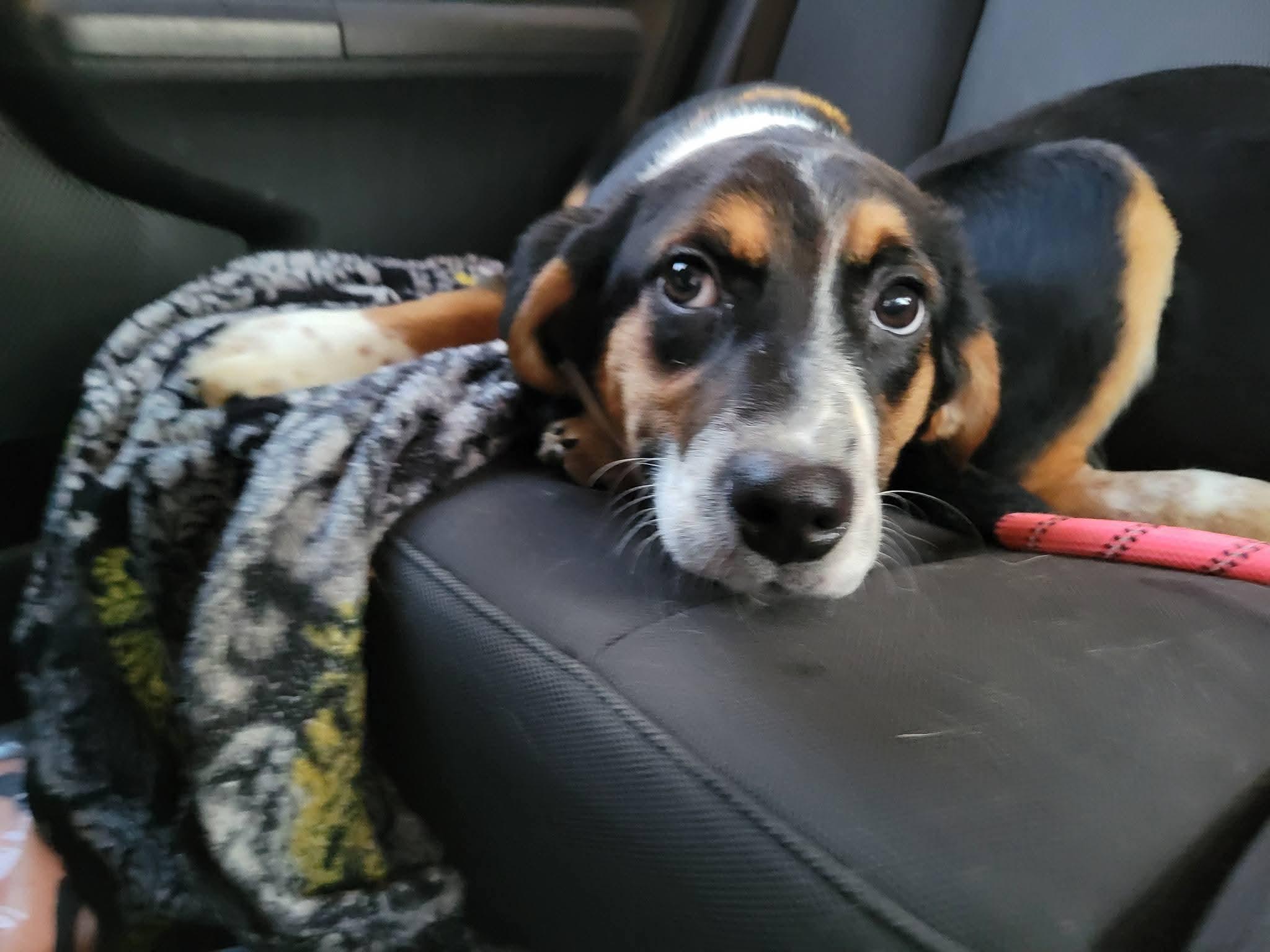 Merida, ADOPTABLE, Puppy Female Beagle & Australian Shepherd.