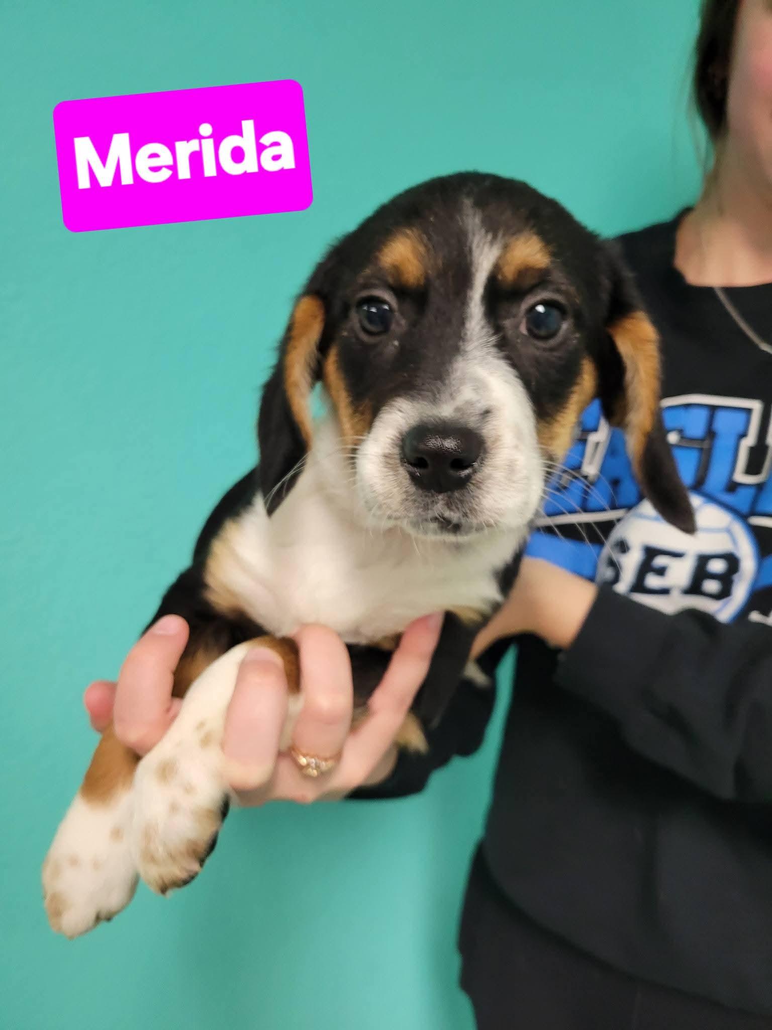 Enlarge Merida, a ADOPTABLE mixed breed in VANDALIA, IL image 2/3