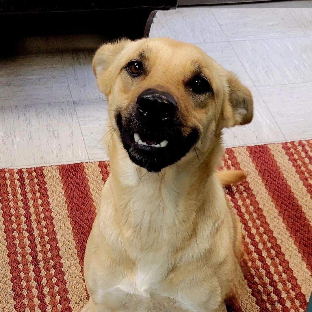 June, ADOPTABLE, Young Female Husky & German Shepherd Dog.