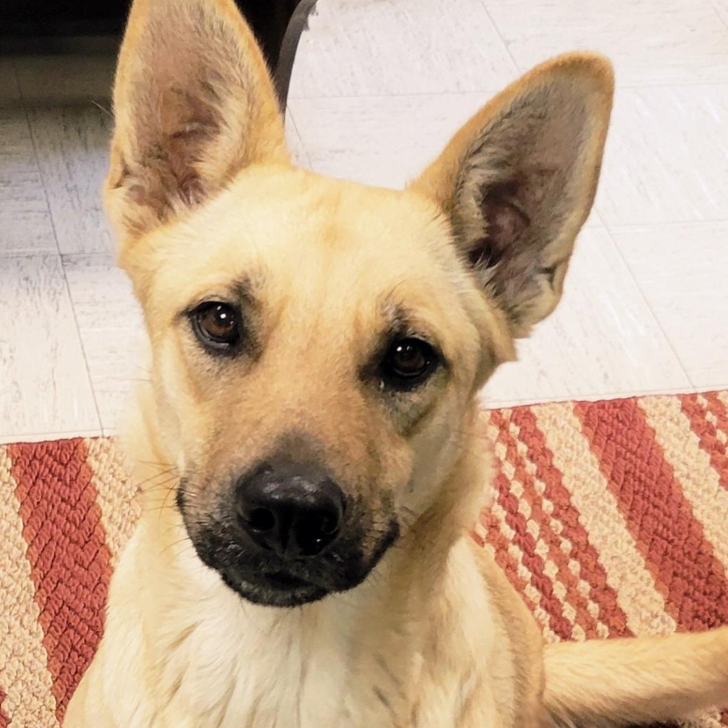 Enlarge June, a ADOPTABLE mixed breed in Lincoln, IL image 2/2