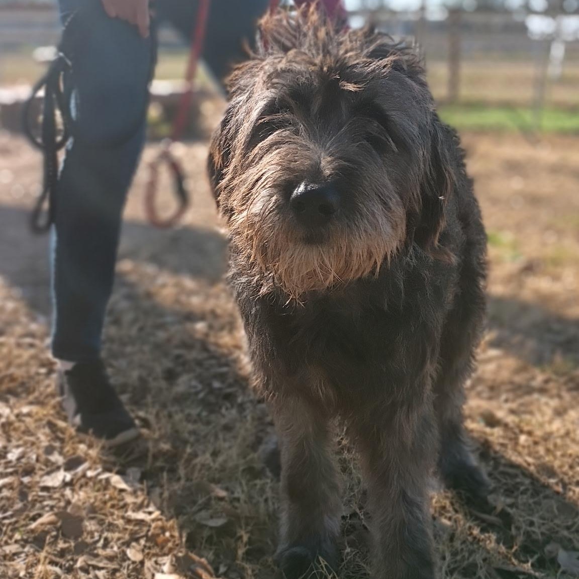 Calypso — The Sweetest Old Soul You’ll Ever Meet, an adopted Sheepadoodle in Wytheville, VA image 5/6