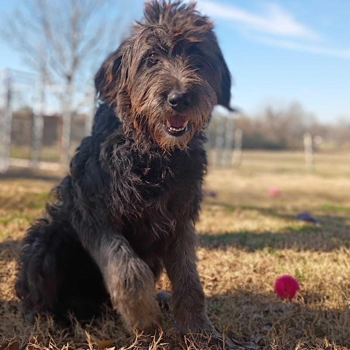 Calypso — The Sweetest Old Soul You’ll Ever Meet, an adopted Sheepadoodle in Wytheville, VA image 2/6