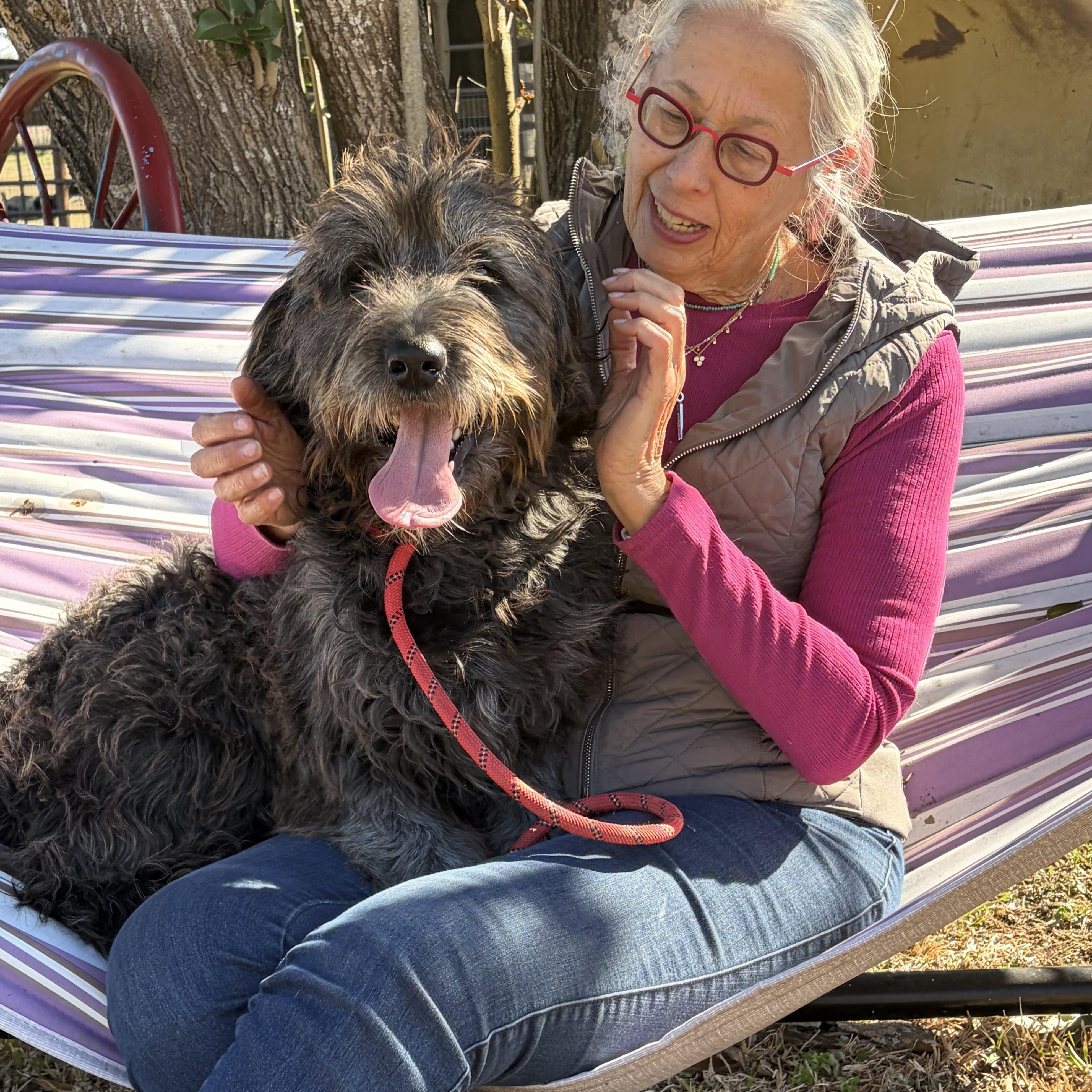 Calypso — The Sweetest Old Soul You’ll Ever Meet, adopted, Young Male Sheepadoodle.