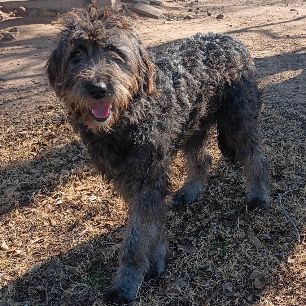 Calypso — The Sweetest Old Soul You’ll Ever Meet, an adopted Sheepadoodle in Wytheville, VA image 3/6
