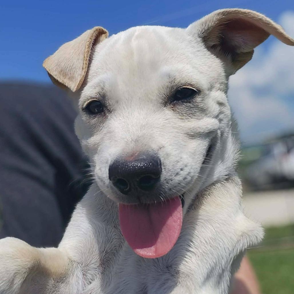 Spanky, ADOPTABLE, Puppy Male Labrador Retriever.