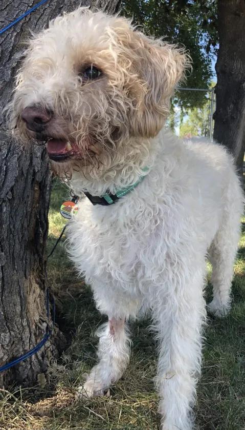 Yeti, a ADOPTABLE mixed breed in Roy, UT image 1/6