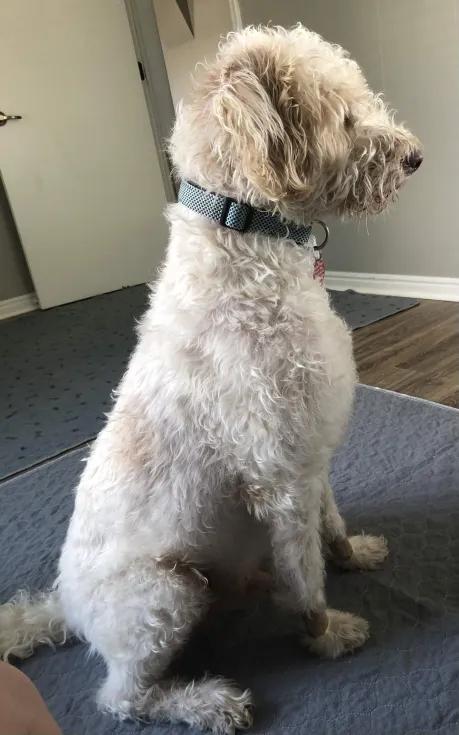 Yeti, a ADOPTABLE mixed breed in Roy, UT image 2/6