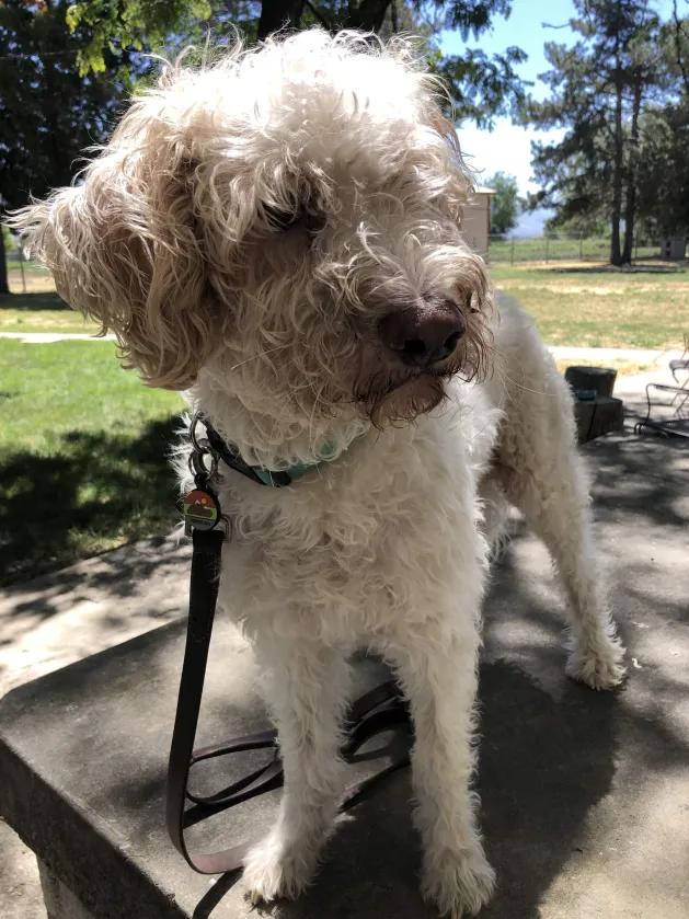 Yeti, a ADOPTABLE mixed breed in Roy, UT image 6/6