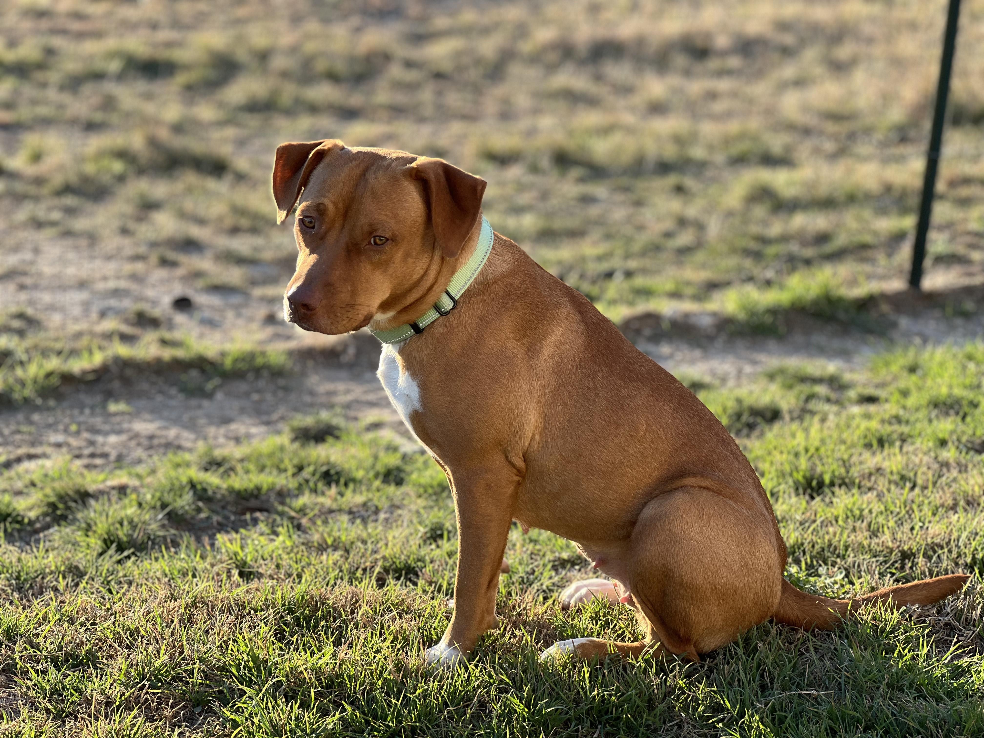 Enlarge RUBY-Practically Perfect, a Adoptable mixed breed in Brattleboro, VT image 2/6