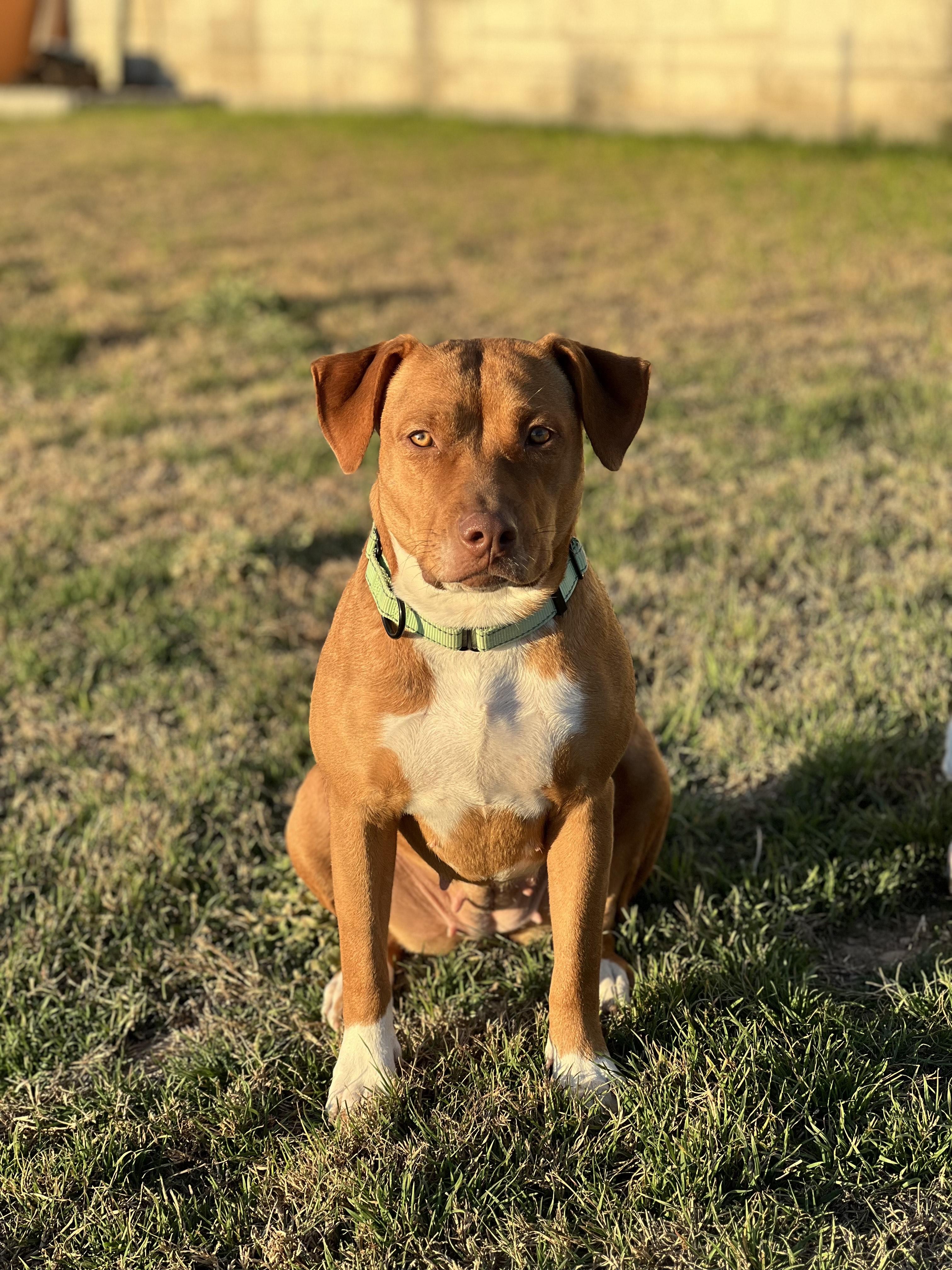 Enlarge RUBY-Practically Perfect, a Adoptable mixed breed in Brattleboro, VT image 3/6