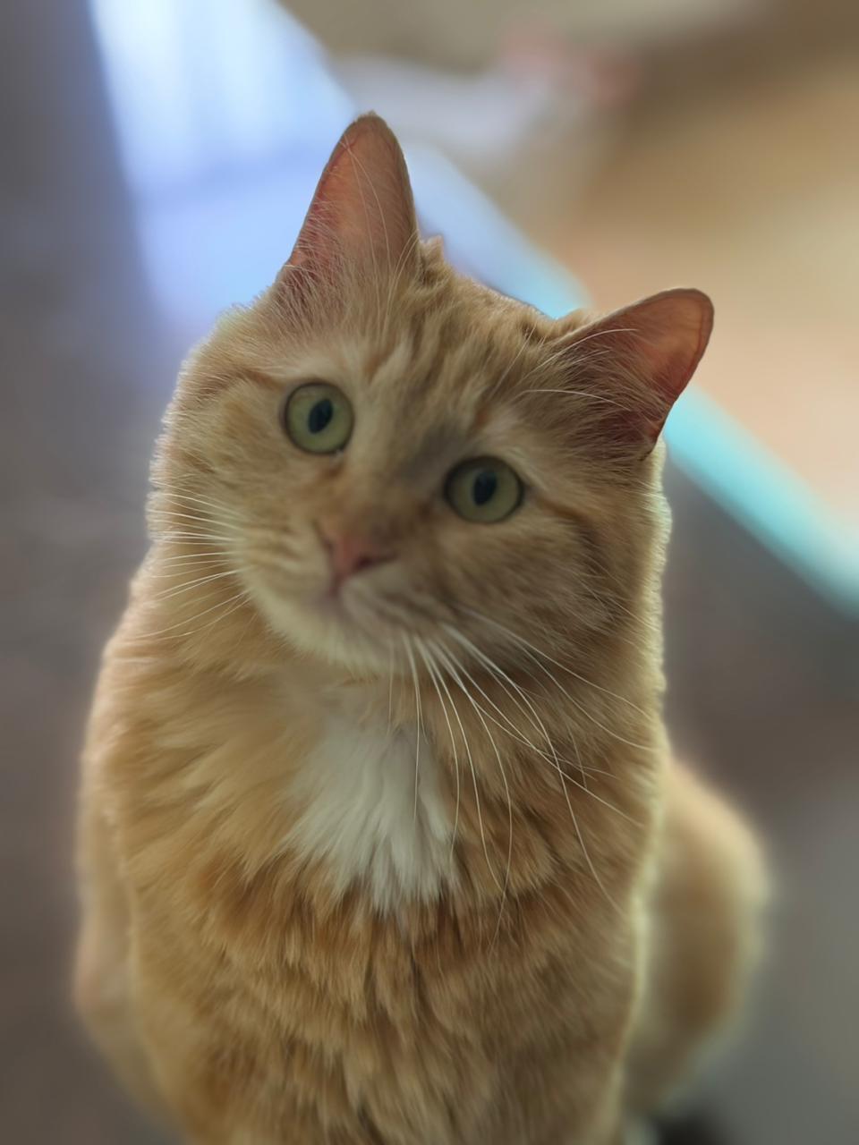 Enlarge Lily, the Gorgeous Ginger Gal , a Adoptable mixed breed in Somerset, NJ image 6/6