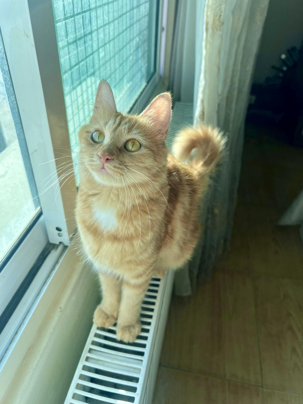 Enlarge Lily, the Gorgeous Ginger Gal , a Adoptable mixed breed in Somerset, NJ image 3/6