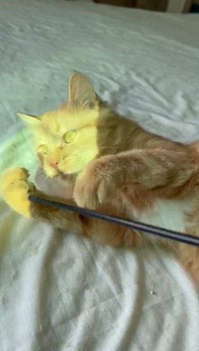 Enlarge Lily, the Gorgeous Ginger Gal , a Adoptable mixed breed in Somerset, NJ video 5/6