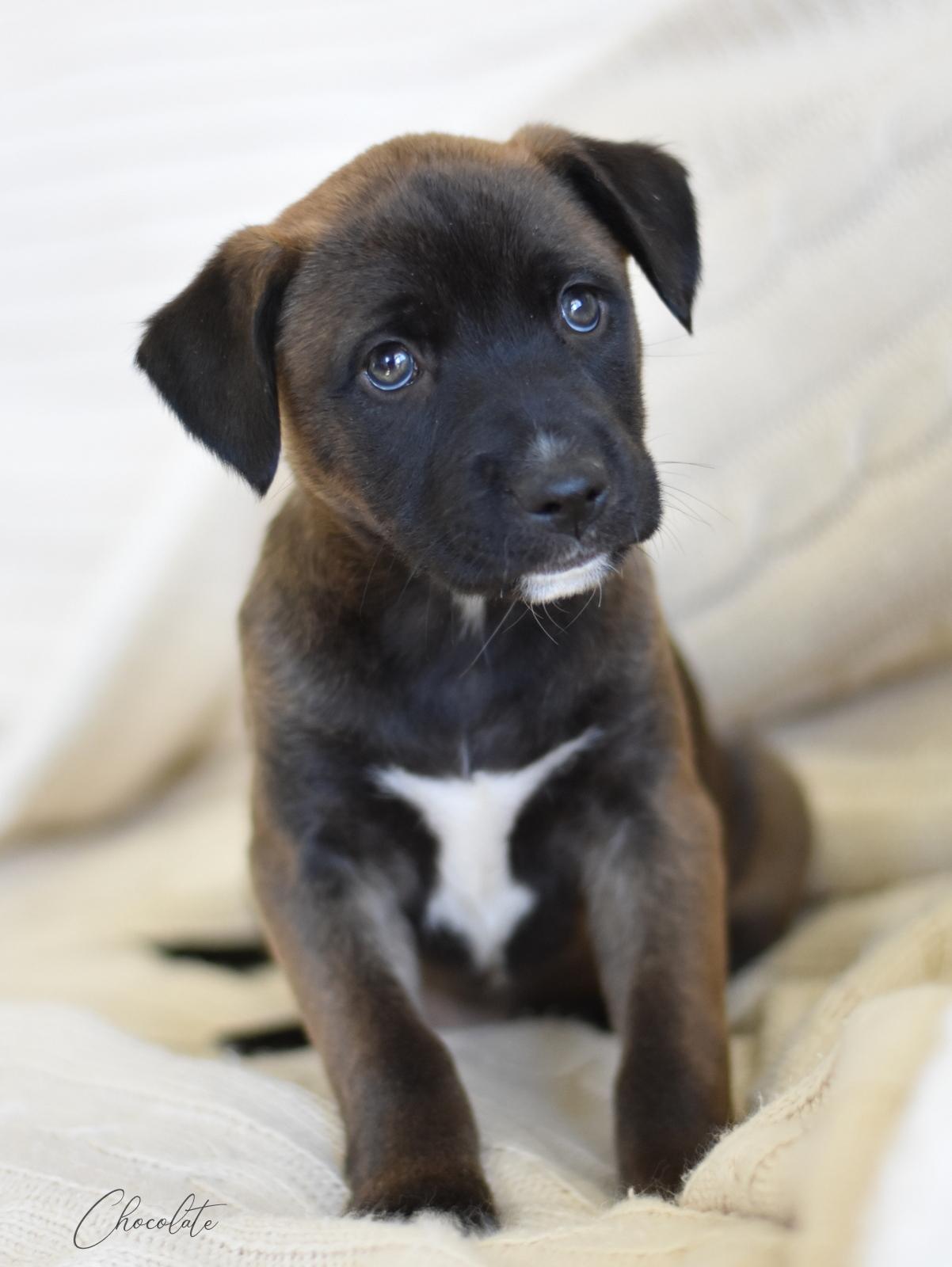 Chocolate (Valentine Litter), an adopted mixed breed in Conroe, TX image 2/4