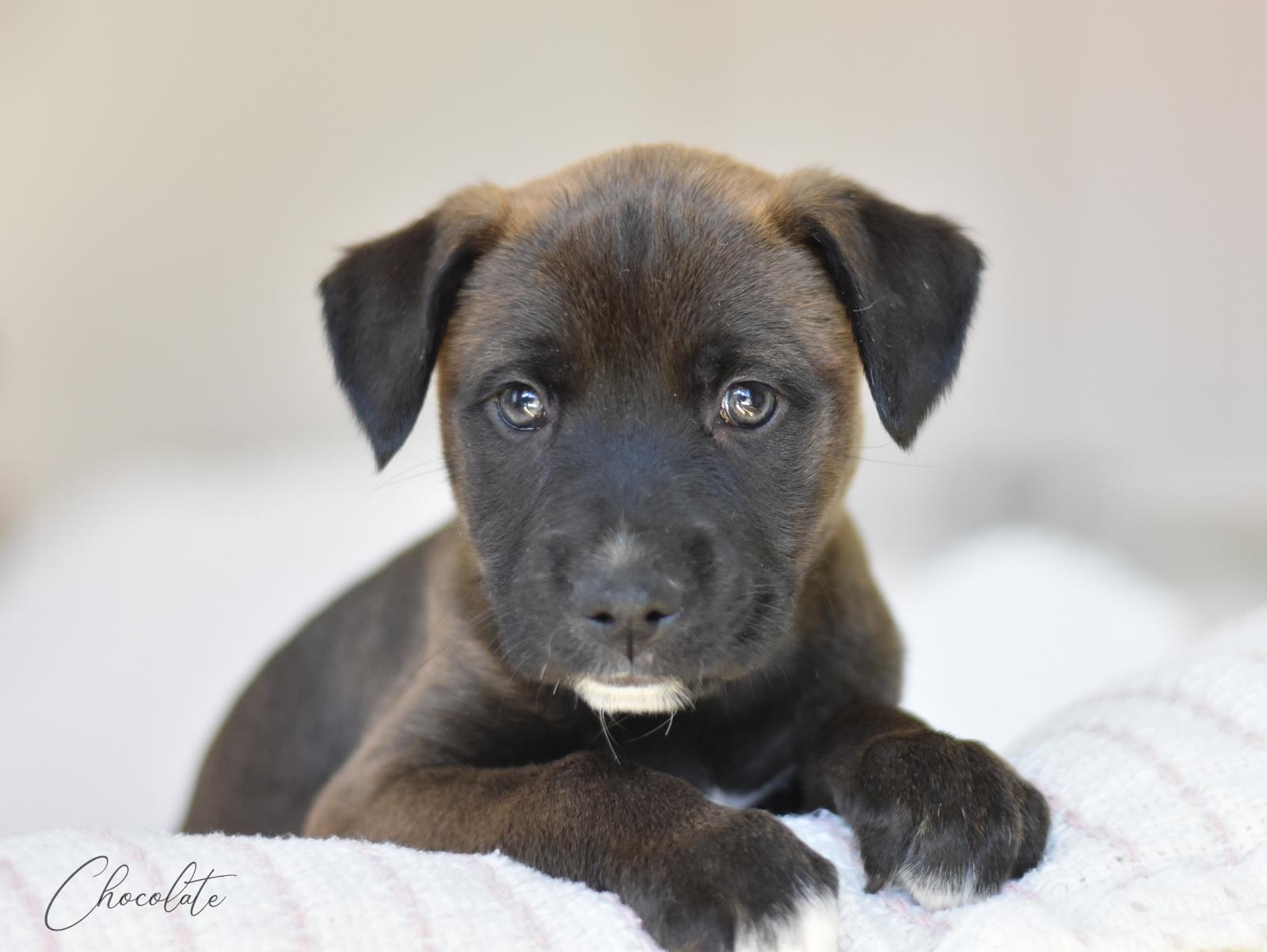 Chocolate (Valentine Litter), an adopted mixed breed in Conroe, TX image 1/4
