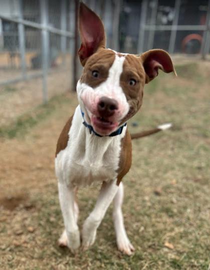 Enlarge Cowan, a Adoptable mixed breed in Llano, TX image 3/6