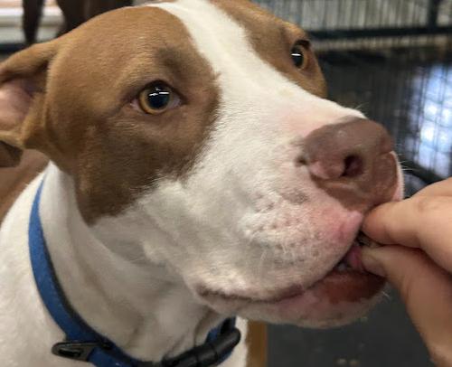 Enlarge Cowan, a Adoptable mixed breed in Llano, TX image 5/6