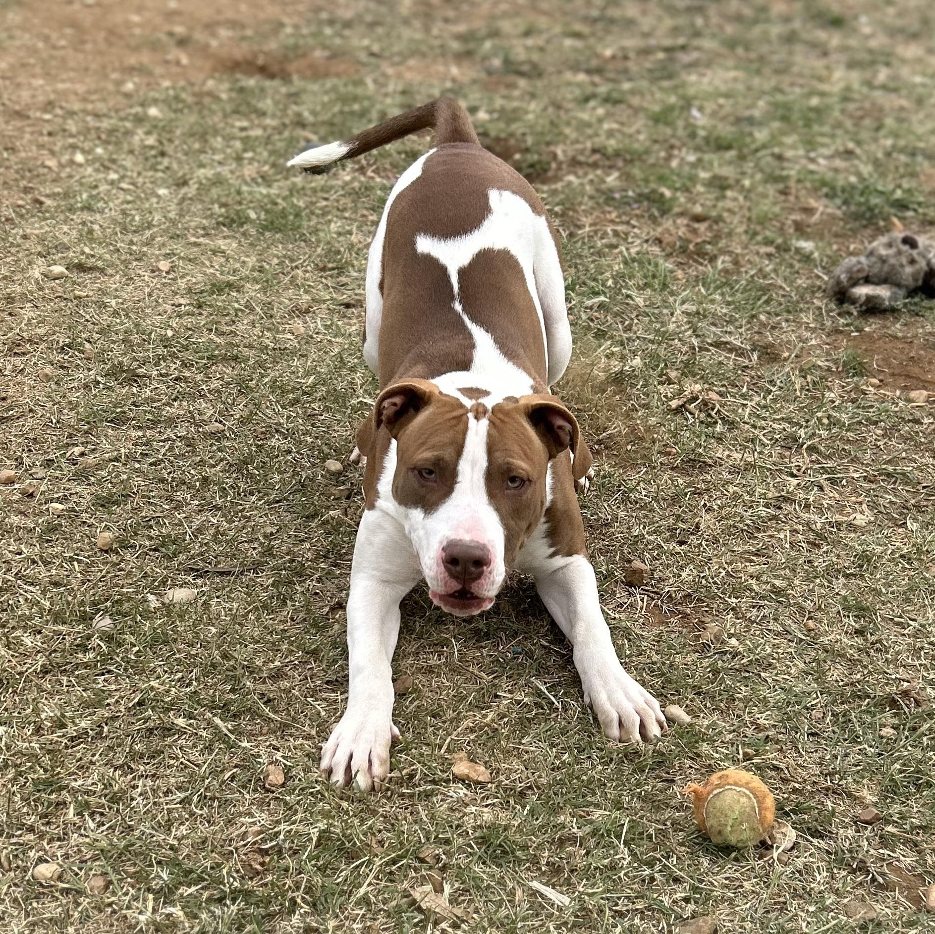Enlarge Cowan, a Adoptable mixed breed in Llano, TX image 2/6
