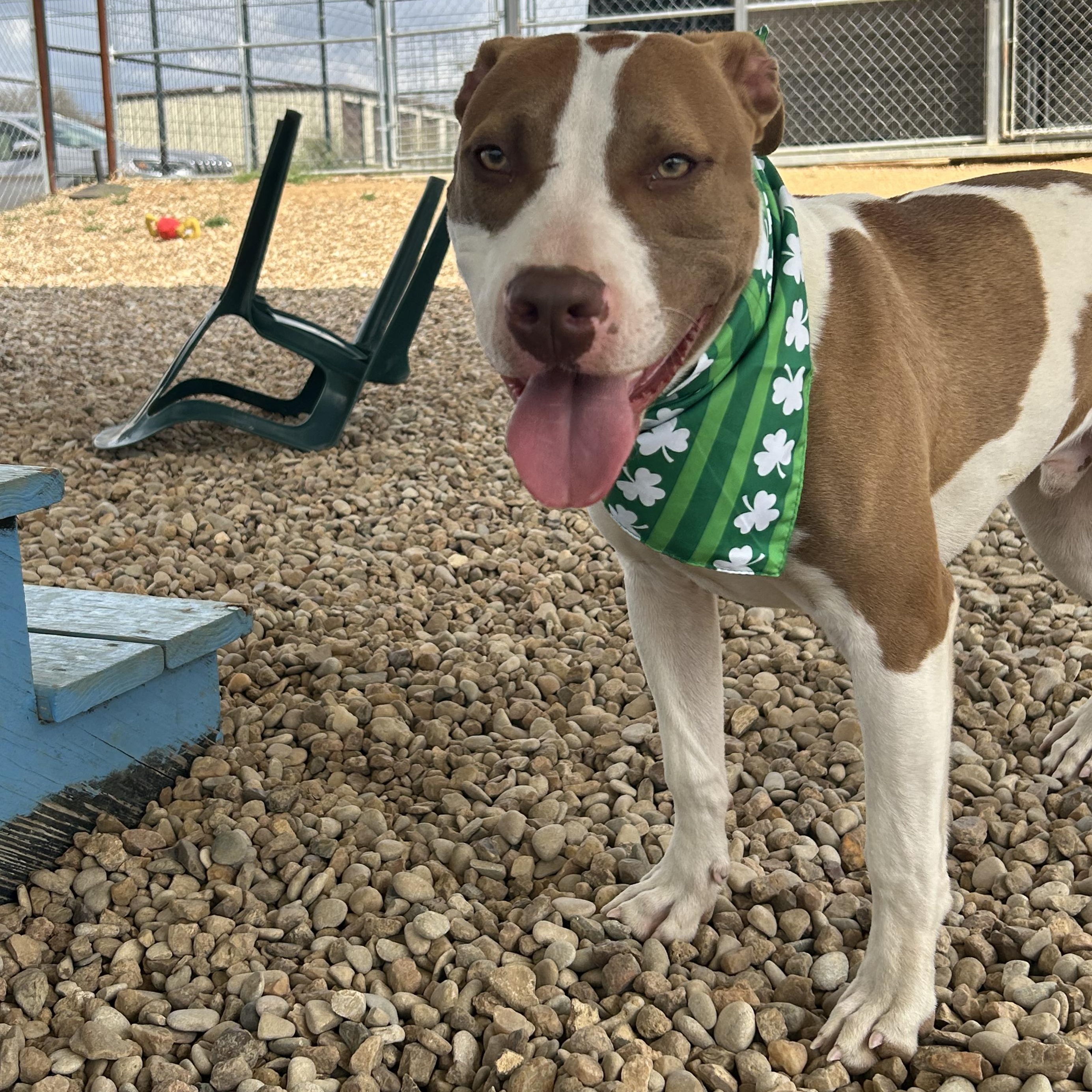 Enlarge Cowan, a Adoptable mixed breed in Llano, TX image 1/6