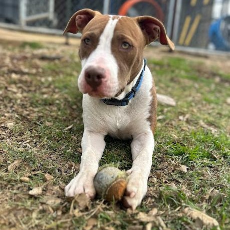 Enlarge Cowan, a Adoptable mixed breed in Llano, TX image 4/6