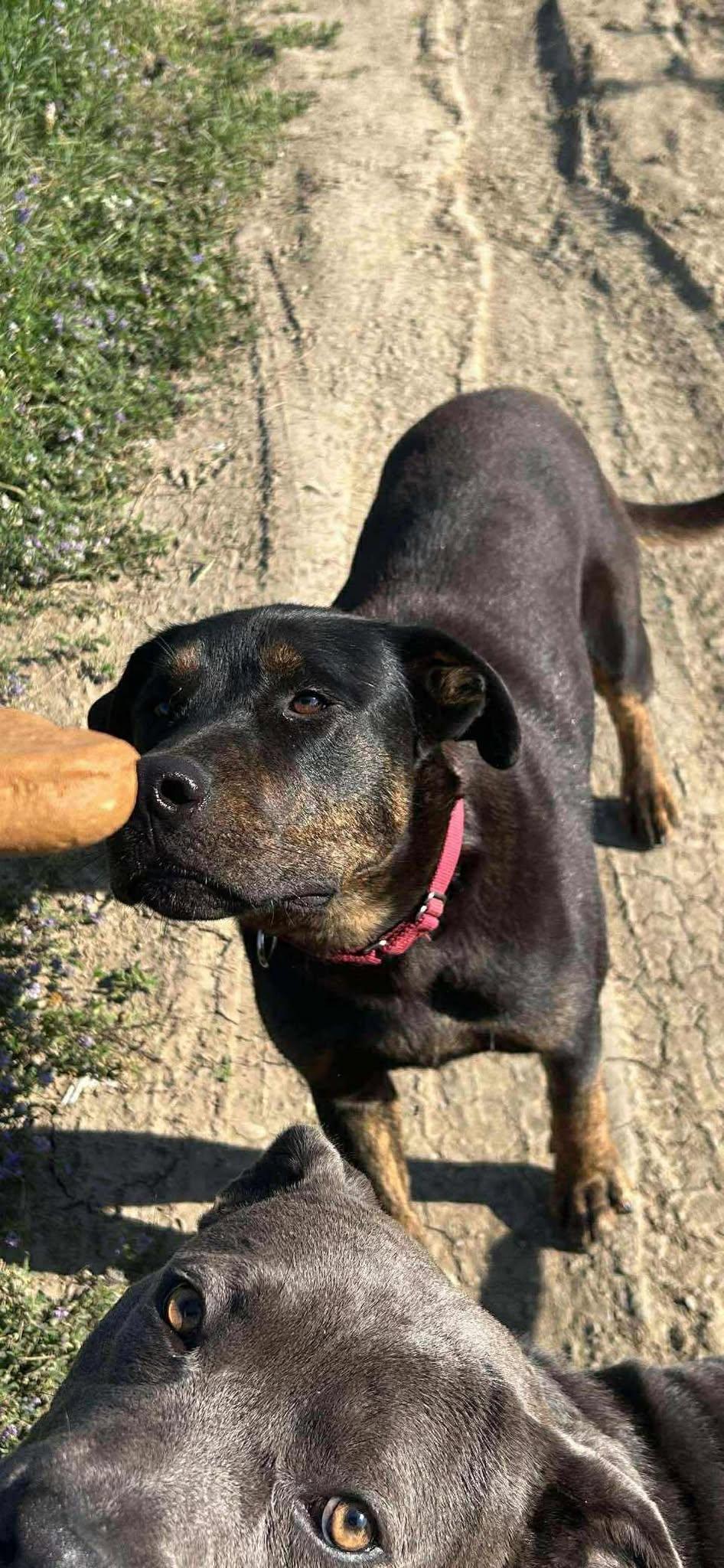 Denver, an adoptable Rottweiler in Edmonton, AB, T5Y 3N6 | Photo Image 1