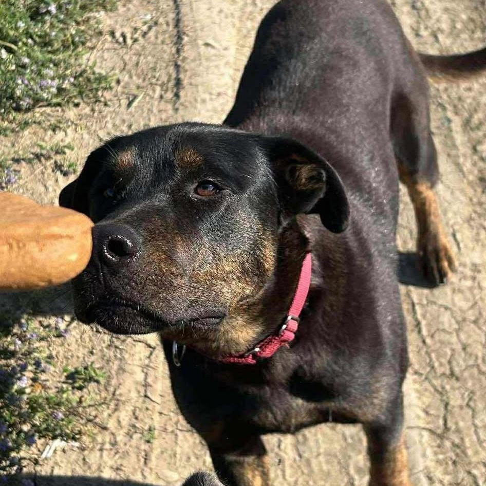 Denver, a Adoptable mixed breed in Edmonton, AB image 2/4
