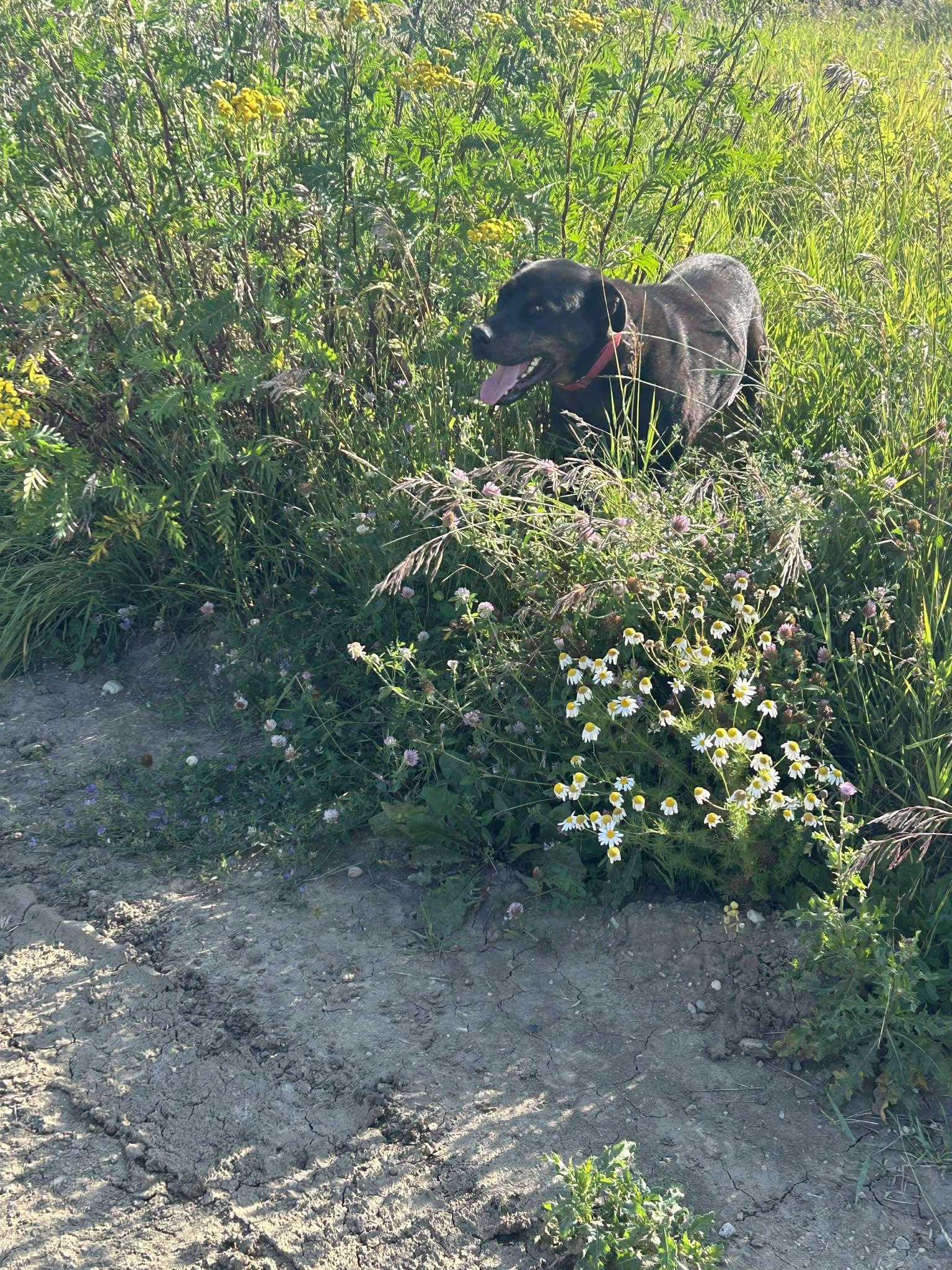 Denver, an adoptable Rottweiler in Edmonton, AB, T5Y 3N6 | Photo Image 2