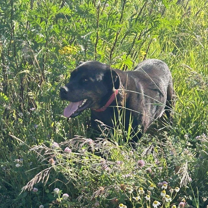 Denver, a Adoptable mixed breed in Edmonton, AB image 4/4