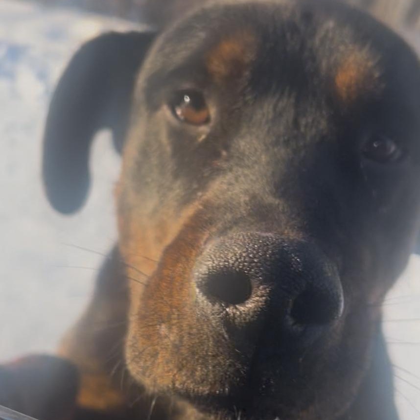 Denver, Adoptable, Adult Male Rottweiler.