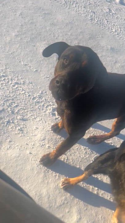 Enlarge Denver, a Adoptable mixed breed in Edmonton, AB video 3/4