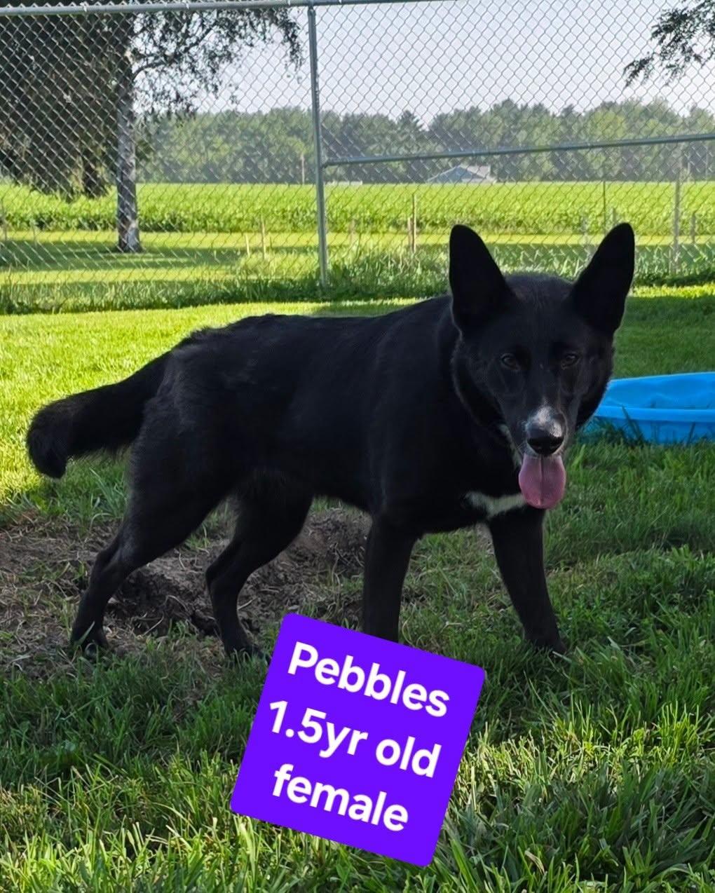 Enlarge Pebbles, a ADOPTABLE mixed breed in Attica, IN image 1/1