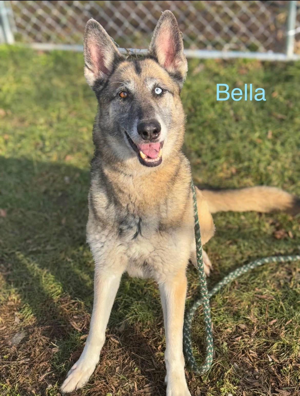 Hawkeye & Bella, a ADOPTABLE mixed breed in Plainfield, IN image 2/3