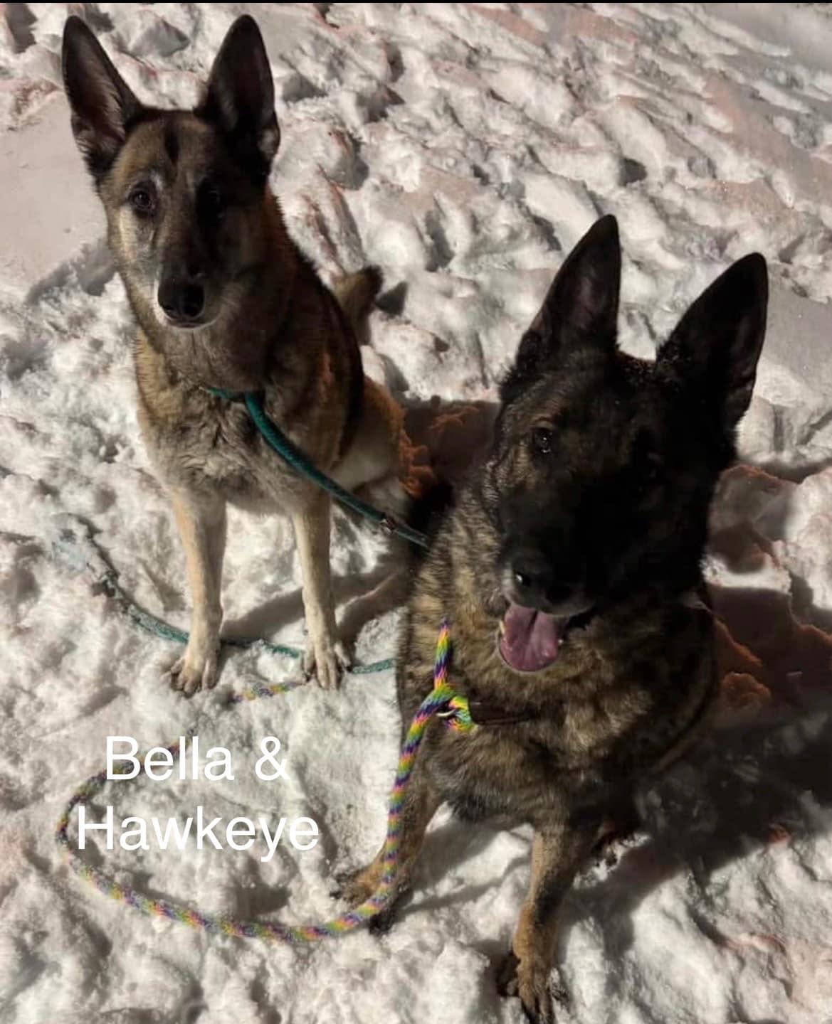 Hawkeye & Bella, a ADOPTABLE mixed breed in Plainfield, IN image 1/3