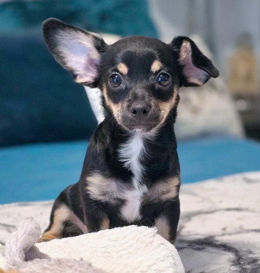 Enlarge Mavi, a Adopted mixed breed in Anaheim Hills, CA image 1/3