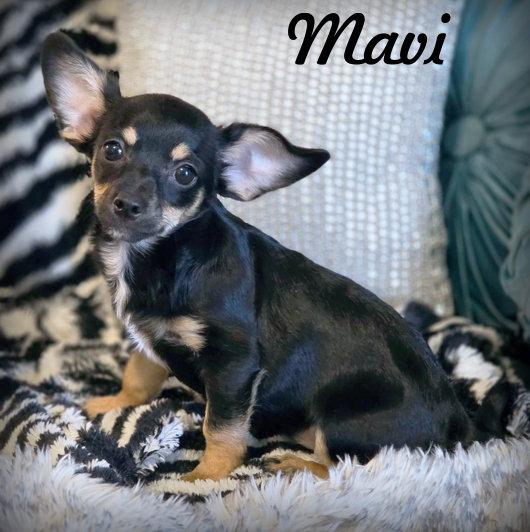 Enlarge Mavi, a Adopted mixed breed in Anaheim Hills, CA image 2/3