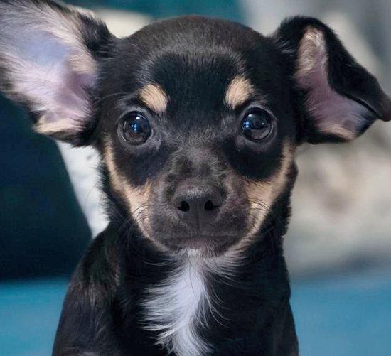 Enlarge Mavi, a Adopted mixed breed in Anaheim Hills, CA image 3/3