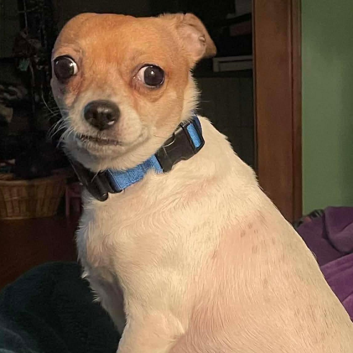 Lucy Lou, a ADOPTABLE Chihuahua in Rochester, NY image 4/6