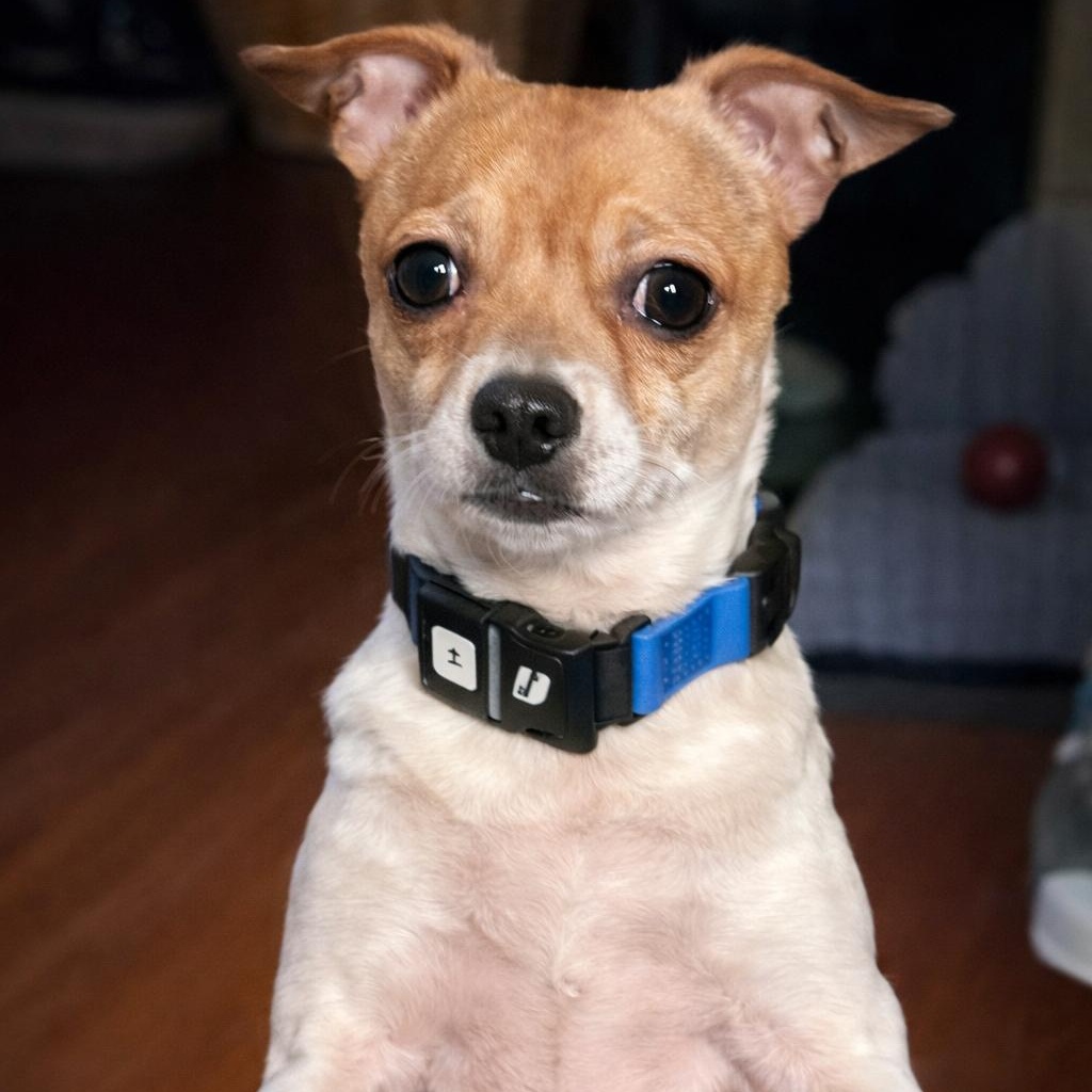 Lucy Lou, a ADOPTABLE Chihuahua in Rochester, NY image 1/6