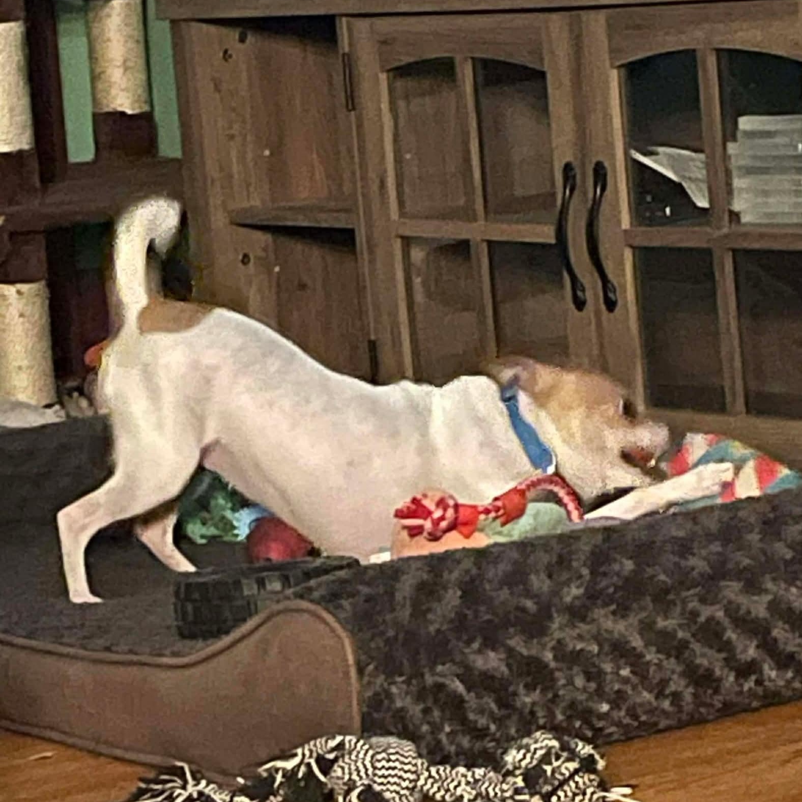 Lucy Lou, a ADOPTABLE Chihuahua in Rochester, NY image 2/6