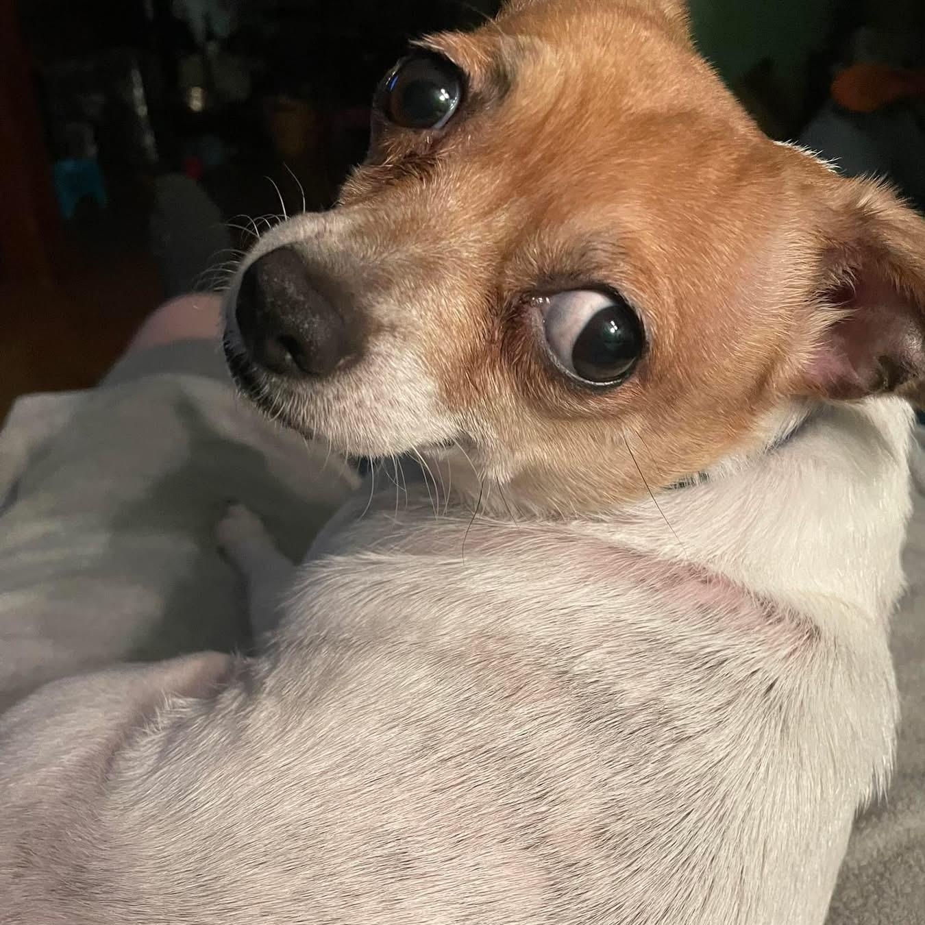 Lucy Lou, a ADOPTABLE Chihuahua in Rochester, NY image 6/6