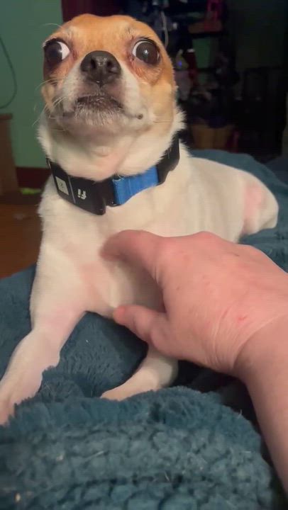 Enlarge Lucy Lou, a ADOPTABLE Chihuahua in Rochester, NY video 5/6