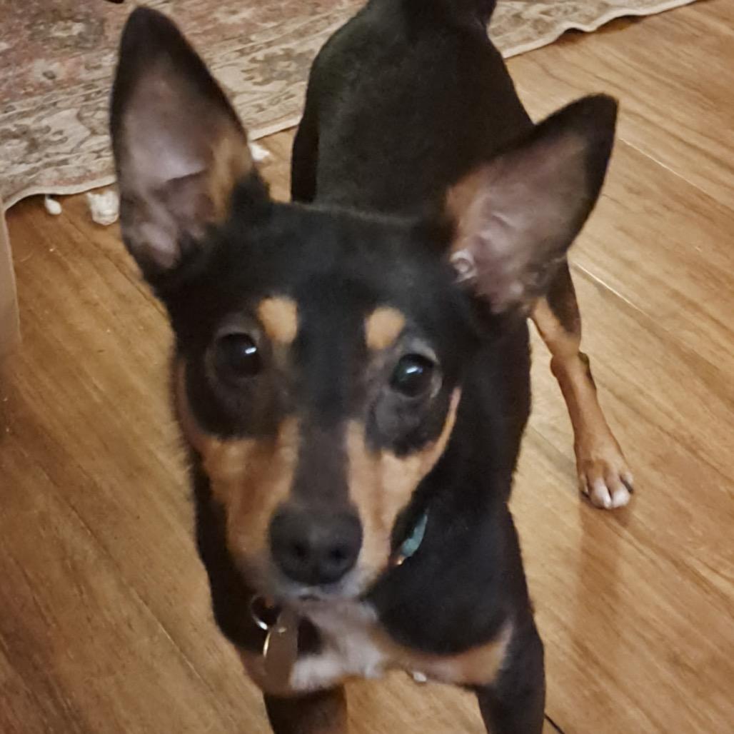 Ruby — thumbnail 2