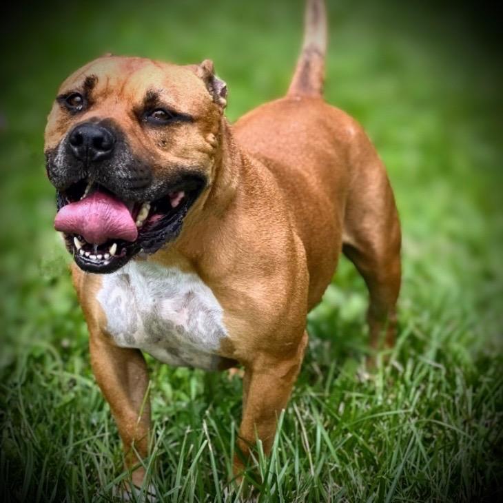 Bucky, a Adoptable mixed breed in Pittsfield, IL image 2/2