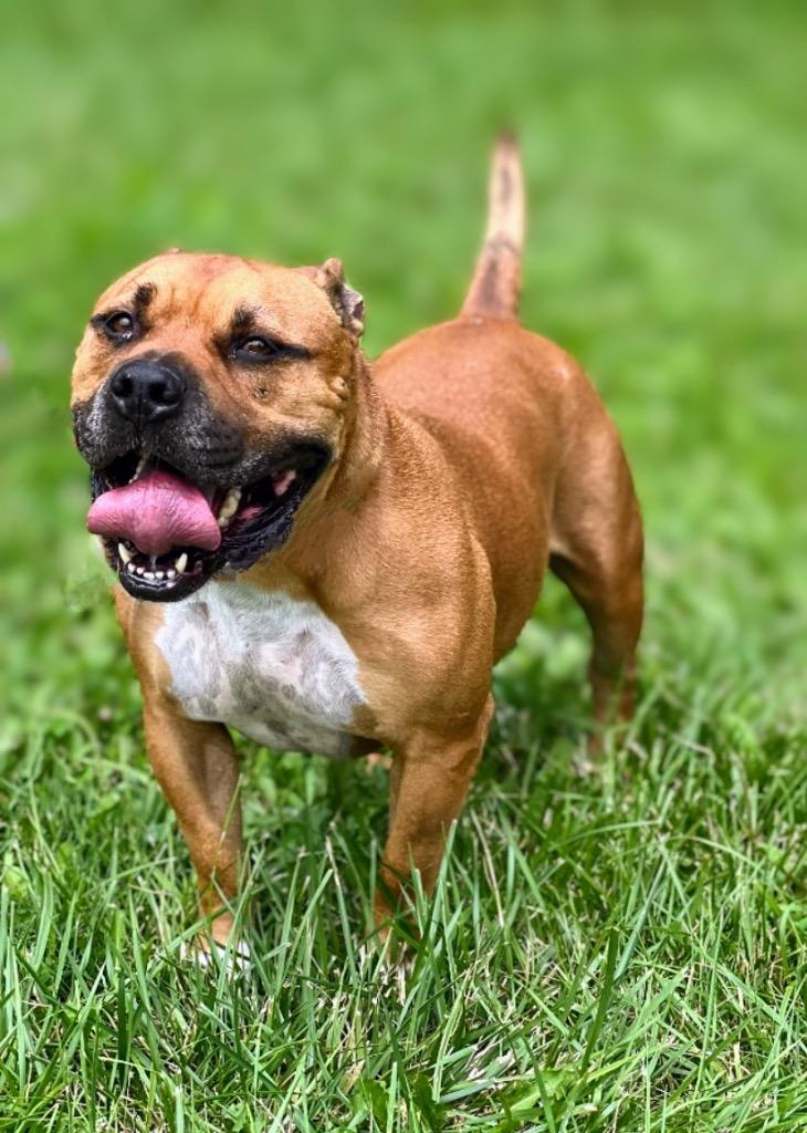 Enlarge Bucky, a Adoptable mixed breed in Pittsfield, IL image 2/2