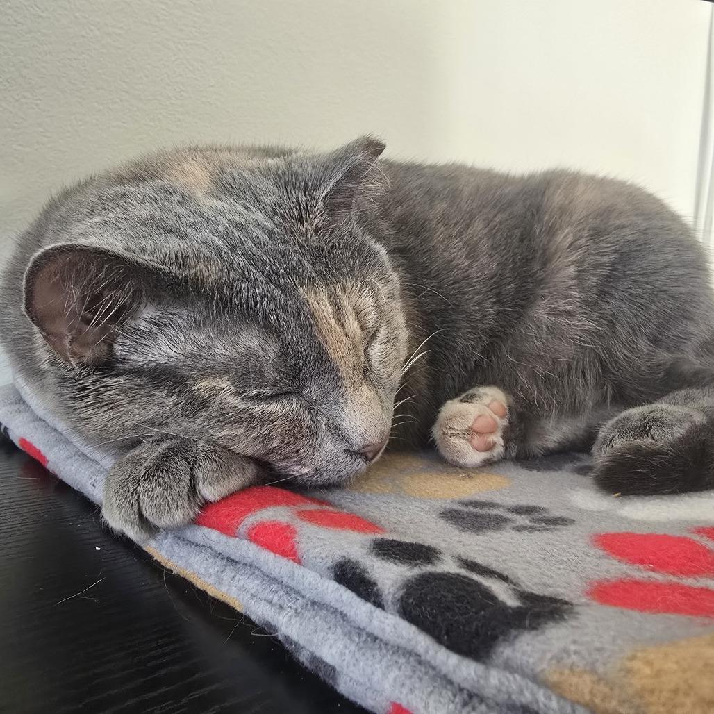 Enlarge Mermaid, a Adoptable Domestic Short Hair in Evanston, IL image 1/6