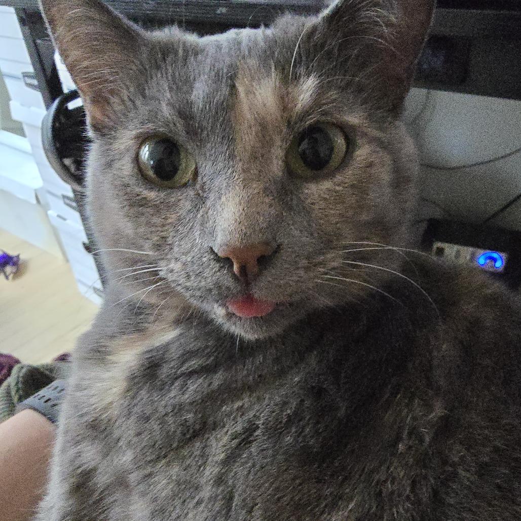 Enlarge Mermaid, a Adoptable Domestic Short Hair in Evanston, IL image 2/6