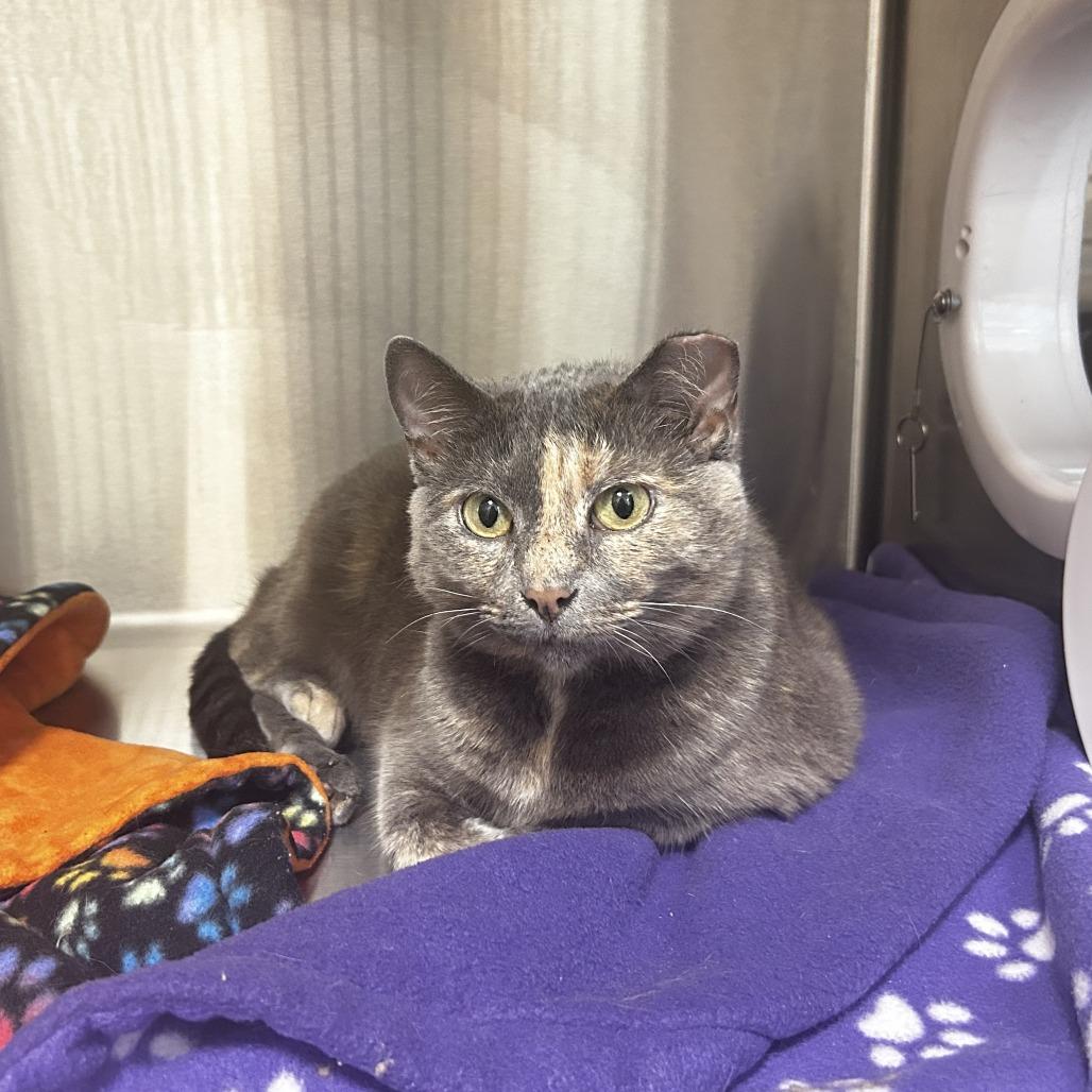 Enlarge Mermaid, a Adoptable Domestic Short Hair in Evanston, IL image 3/6